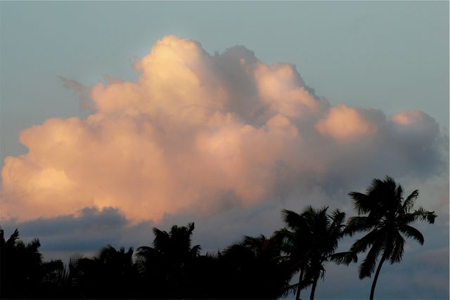 Palm trees clouds sky  - Download Free Stock Photos Pikwizard.com