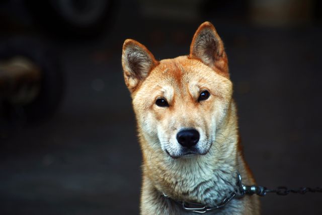 Close-up Portrait of Dog - Download Free Stock Photos Pikwizard.com