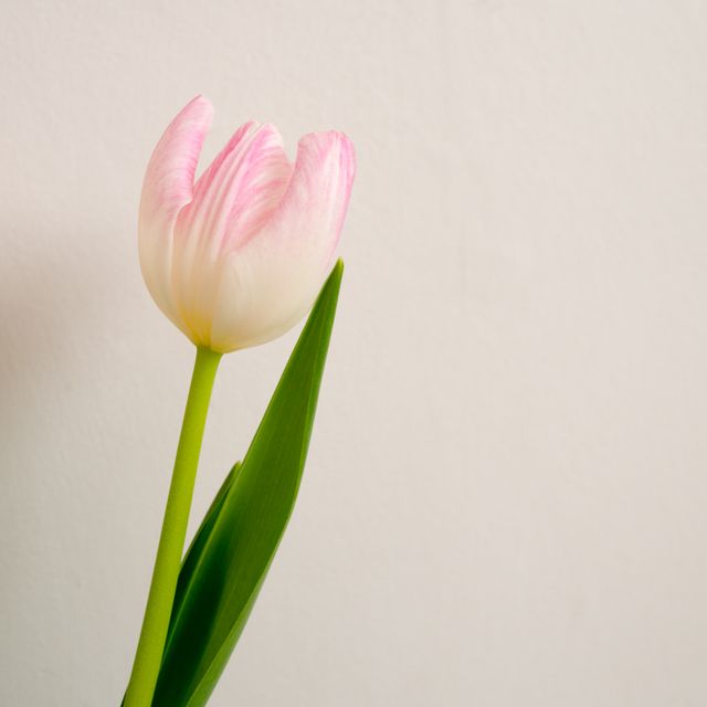 Tulip Spring Flower - Download Free Stock Photos Pikwizard.com