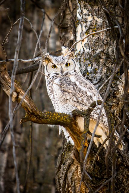 Close-up of Owl Perching on Branch - Download Free Stock Photos Pikwizard.com