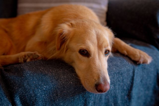 Portrait of golden retriever lying on sofa in living room - Download Free Stock Photos Pikwizard.com