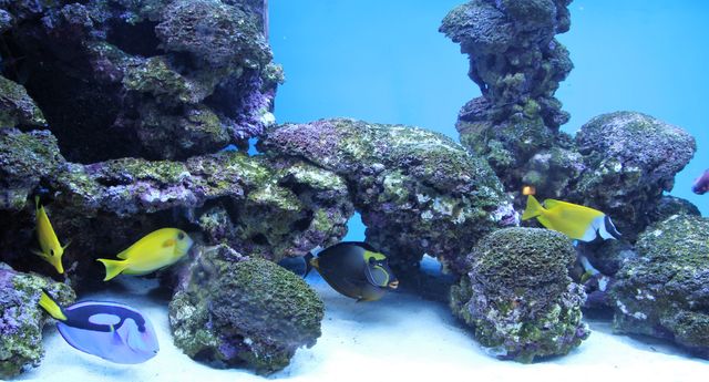 Aquarium coral fish deco dori - Download Free Stock Photos Pikwizard.com