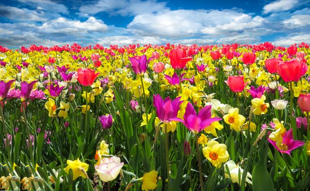 a field of tulips - Download Free Stock Photos Pikwizard.com