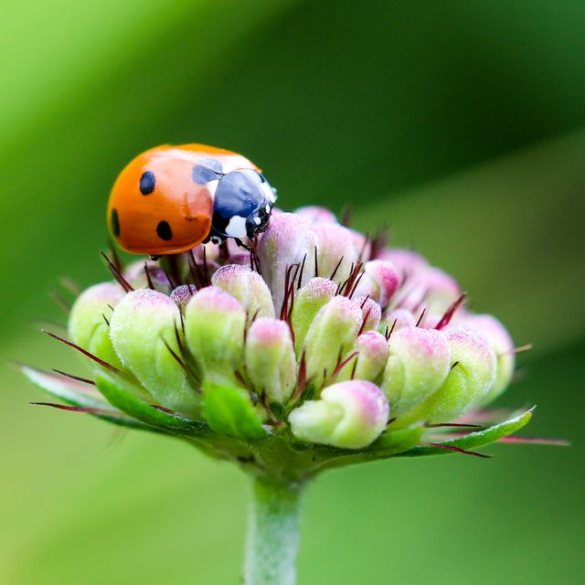 Close-up of Ladybug on Flower - Download Free Stock Photos Pikwizard.com