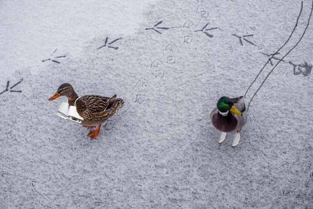 Cold ducks frost frozen - Download Free Stock Photos Pikwizard.com