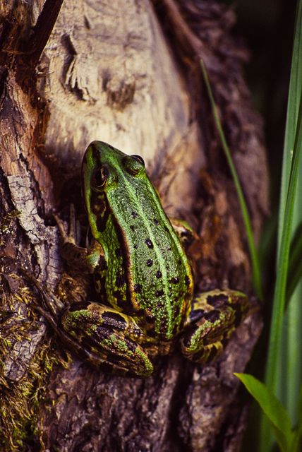 Nature tree frog wood - Download Free Stock Photos Pikwizard.com