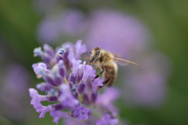 Bee close up flower garden - Download Free Stock Photos Pikwizard.com