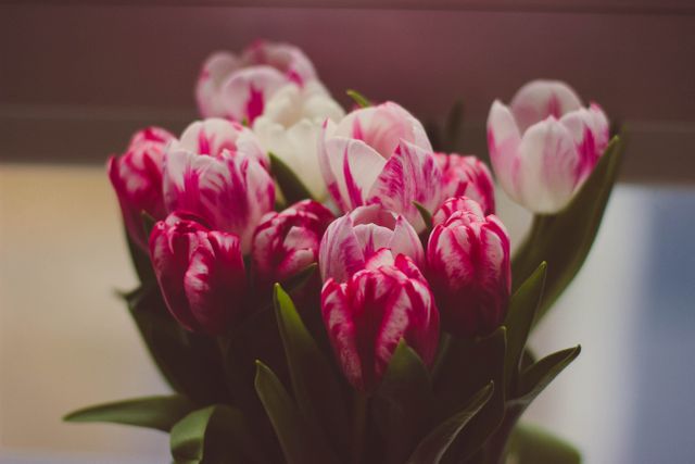 a vase with pink and white tulips - Download Free Stock Photos Pikwizard.com