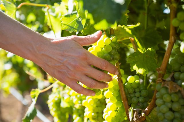 Close-up of female vintner harvesting grapes - Download Free Stock Photos Pikwizard.com