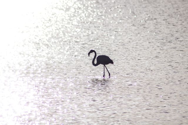 Alone bird flamingo lake - Download Free Stock Photos Pikwizard.com