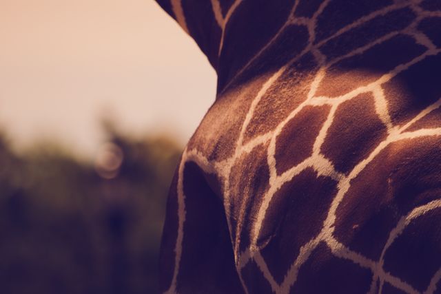 Close up shot of a Giraffe's back. Livestock and agriculture concept