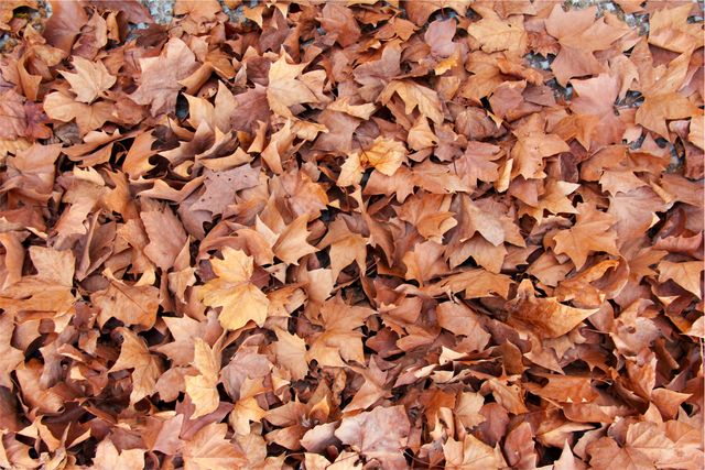 Brown leaves  - Download Free Stock Photos Pikwizard.com