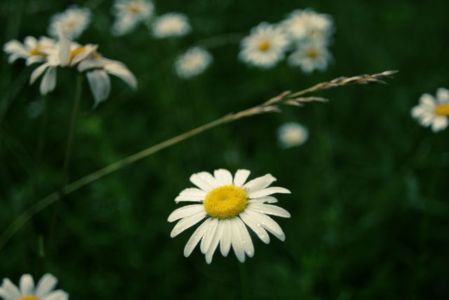 Flower Daisy Chamomile - Download Free Stock Photos Pikwizard.com