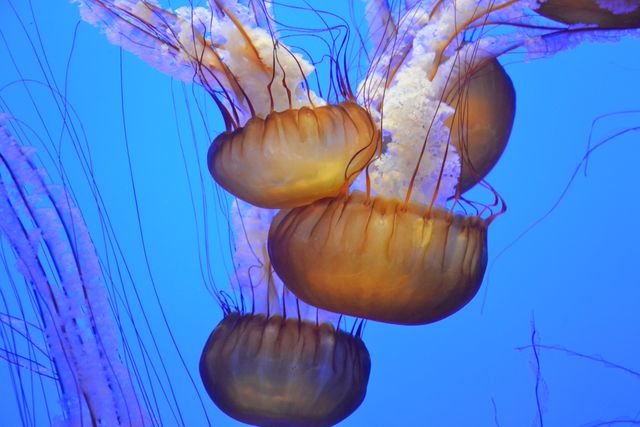 Ocean jellyfishes aquarium - Download Free Stock Photos Pikwizard.com