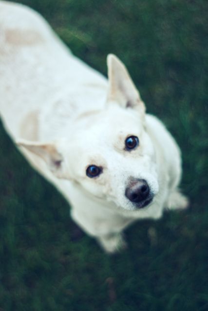 Dog Canine Domestic animal - Download Free Stock Photos Pikwizard.com