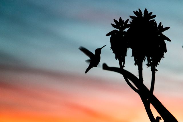 Close-up of Silhouette Bird Flying Against Sky - Download Free Stock Photos Pikwizard.com