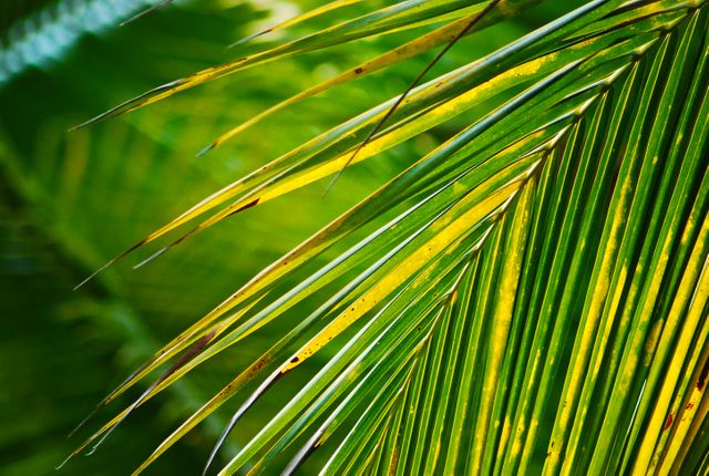 yellow green color of coconut leaf branch- Download Free Stock Photos Pikwizard.com