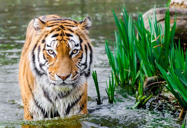Bengal Tiger Half Soak Body on Water during Daytime - Download Free Stock Photos Pikwizard.com