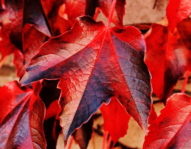Autumn autumn colours autumn leaves blur - Download Free Stock Photos Pikwizard.com