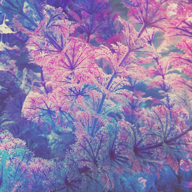 Coral Texture Pattern - Download Free Stock Photos Pikwizard.com