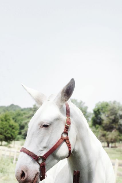 a white horse - Download Free Stock Photos Pikwizard.com