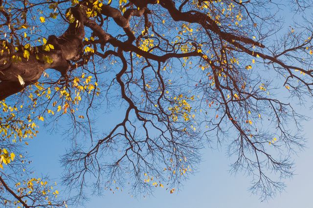 Blue sky fall color tree - Download Free Stock Photos Pikwizard.com