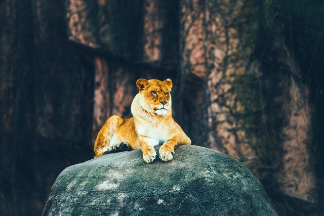 a lion sitting on a rock - Download Free Stock Photos Pikwizard.com