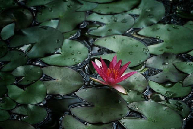 Photo of Water Lily - Download Free Stock Photos Pikwizard.com