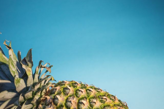 a pineapple with a blue sky in the background - Download Free Stock Photos Pikwizard.com