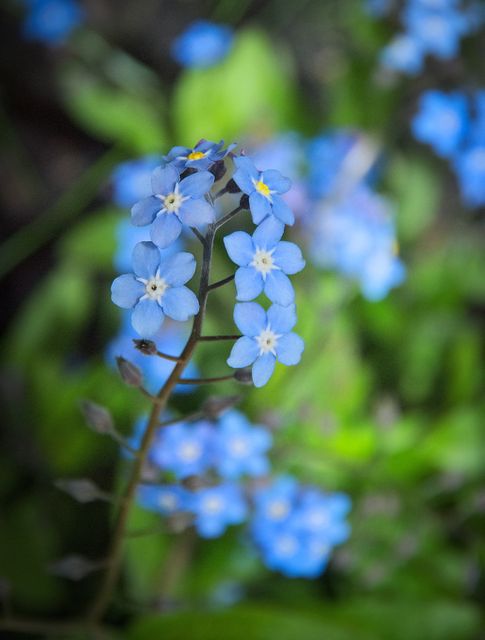 Blue closeup do not forget to flowers - Download Free Stock Photos Pikwizard.com