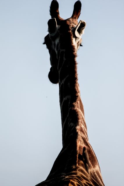 Silhouette Giraffe Man - Download Free Stock Photos Pikwizard.com