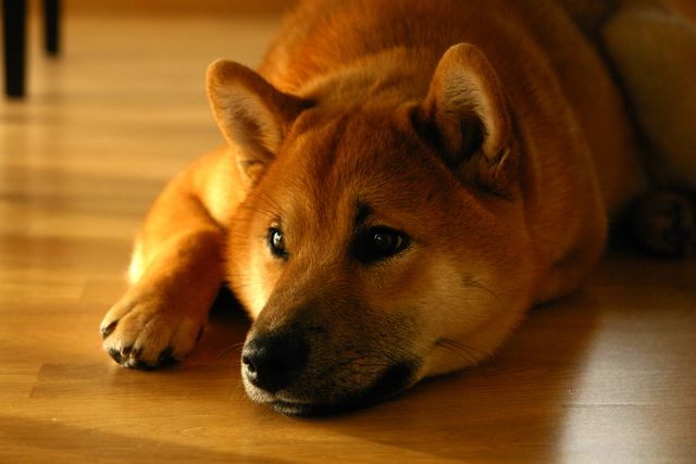 Dog lay down portrait shiba inu - Download Free Stock Photos Pikwizard.com