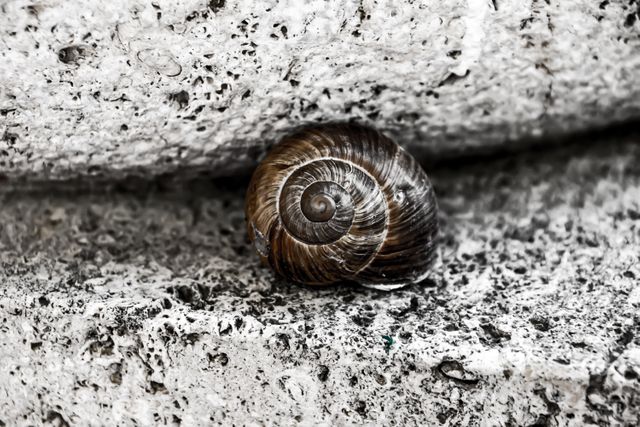 Snail slug- Download Free Stock Photos Pikwizard.com