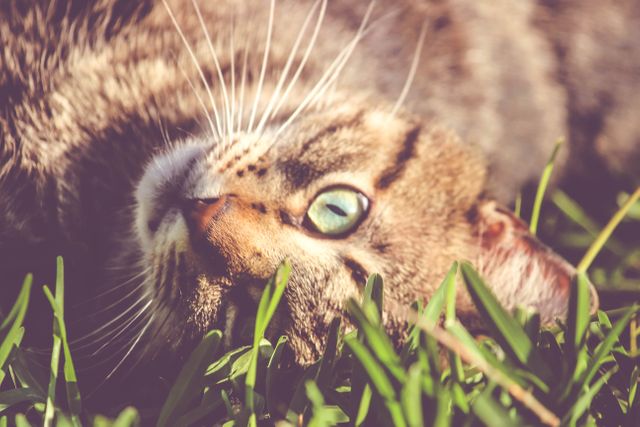 a cat laying in the grass - Download Free Stock Photos Pikwizard.com