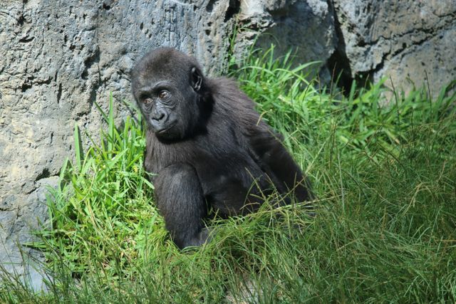 Baby denny gorilla san diego zoo - Download Free Stock Photos Pikwizard.com