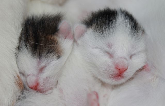 Babies fluffy kitten white - Download Free Stock Photos Pikwizard.com