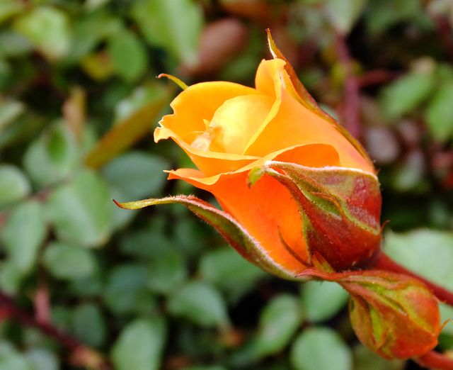 Garden orange flower rose - Download Free Stock Photos Pikwizard.com