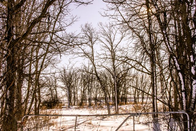 Low Angle View of Bare Trees in Winter - Download Free Stock Photos Pikwizard.com