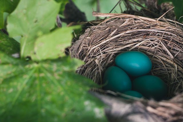 Nest Eggs - Download Free Stock Photos Pikwizard.com