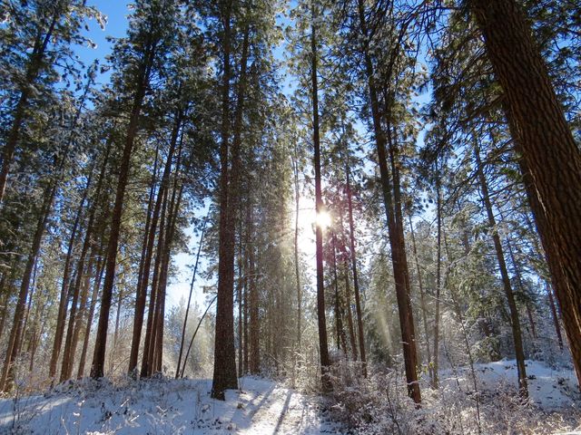 a snowy forest with sun shining through the trees - Download Free Stock Photos Pikwizard.com