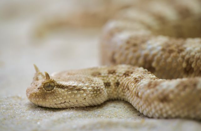 White Tan Snake - Download Free Stock Photos Pikwizard.com