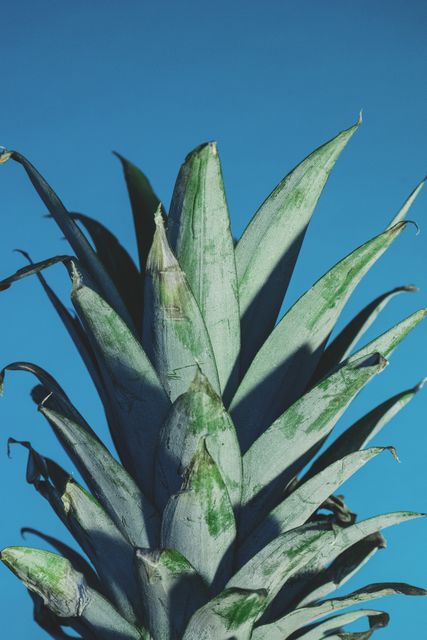 Plant Stalk Cactus - Download Free Stock Photos Pikwizard.com