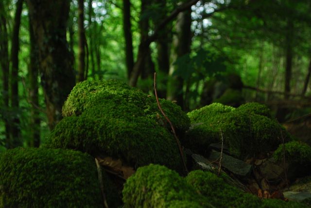 a moss covered rock in a forest with a green mossy surface and rocks on the  ground. Generative AI Stock Illustration