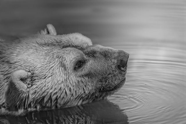 Bear on Water - Download Free Stock Photos Pikwizard.com