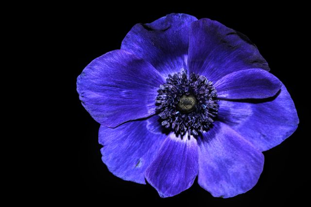 Close-up of Purple Flower Against Black Background - Download Free Stock Photos Pikwizard.com