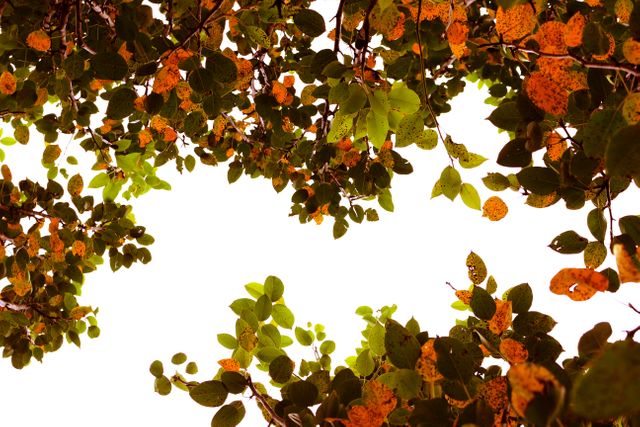 a tree with leaves - Download Free Stock Photos Pikwizard.com