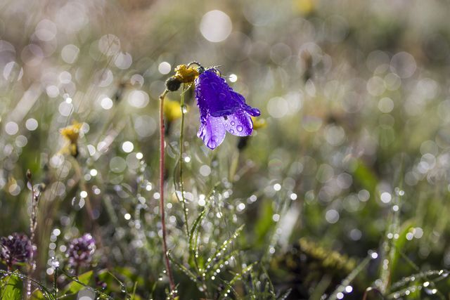 Bellflower dew flower glamour - Download Free Stock Photos Pikwizard.com