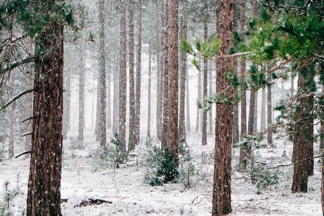 Snow falling over tall tress in the forest. winter season and Nature concept
