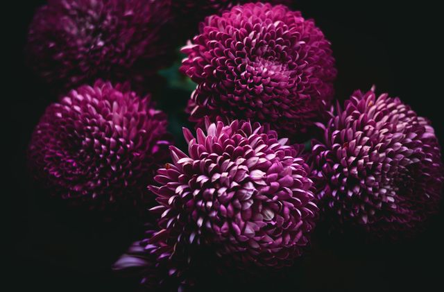Purple Flower Cardoon - Download Free Stock Photos Pikwizard.com