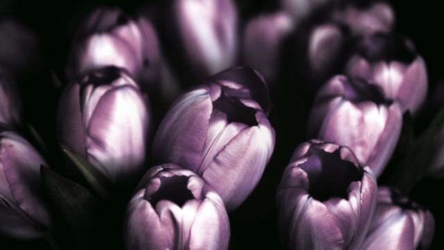 Purple Bulb Flower - Download Free Stock Photos Pikwizard.com